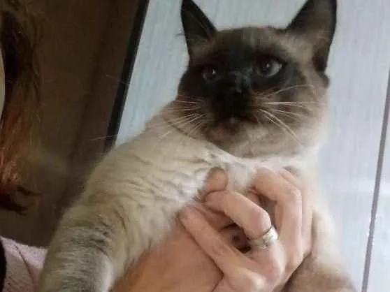 Gato ra a Siamês  idade 7 a 11 meses nome Bolota