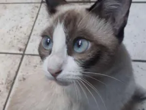Gato raça Nao definida idade 7 a 11 meses nome Mel