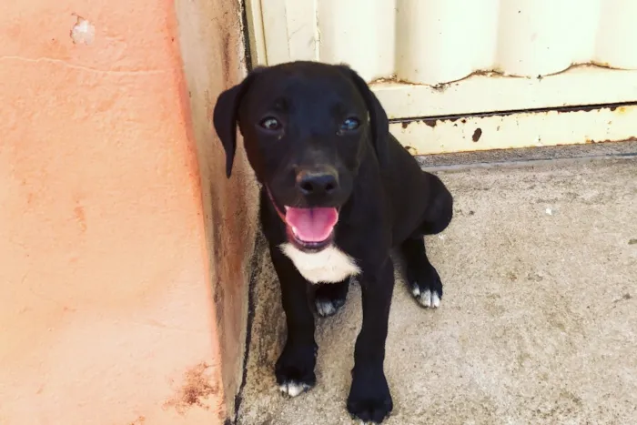 Cachorro ra a Sem Raça Definida idade 2 a 6 meses nome Nubia