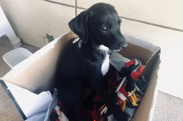 Cachorro ra a Sem Raça Definida idade 2 a 6 meses nome Nubia
