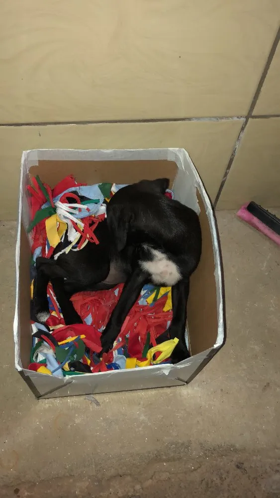 Cachorro ra a Sem Raça Definida idade 2 a 6 meses nome Nubia