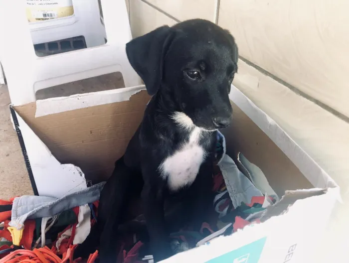 Cachorro ra a Sem Raça Definida idade 2 a 6 meses nome Nubia