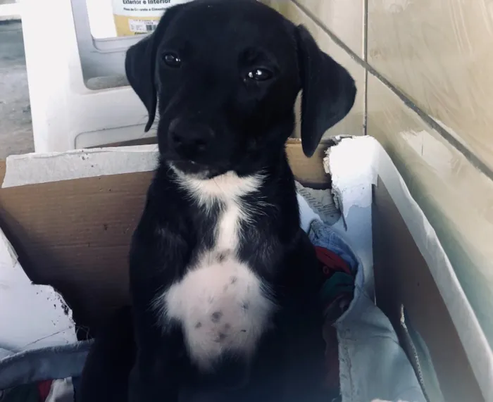Cachorro ra a Sem Raça Definida idade 2 a 6 meses nome Nubia