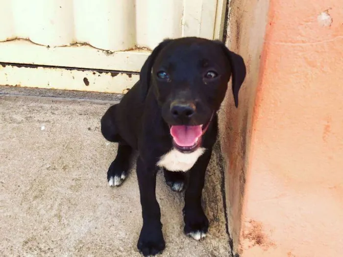 Cachorro ra a Sem Raça Definida idade 2 a 6 meses nome Nubia
