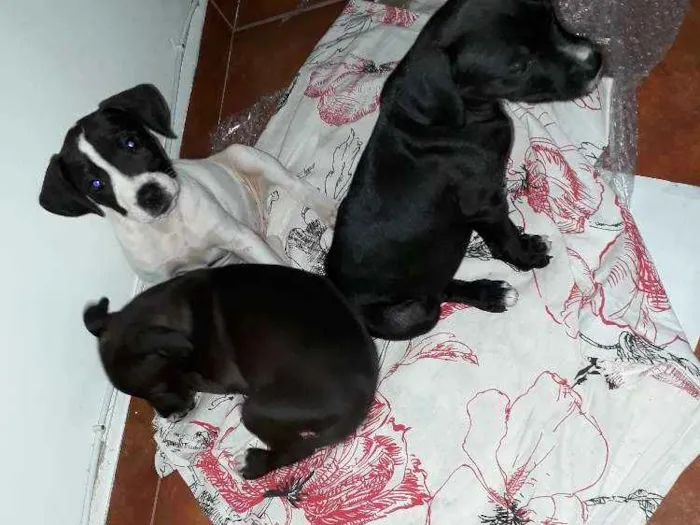 Cachorro ra a Srd idade 2 a 6 meses nome Filhotes