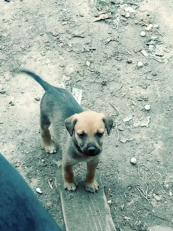 Cachorro raça Labrador com vira lata  idade Abaixo de 2 meses nome Cachorro 