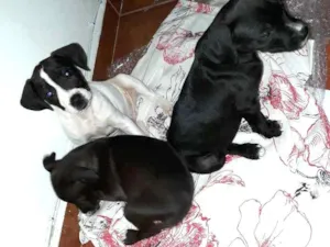 Cachorro raça Srd idade 2 a 6 meses nome Filhotes