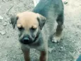 Cachorro 