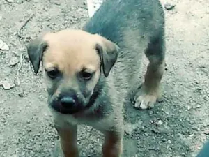 Cachorro raça Labrador com vira lata  idade Abaixo de 2 meses nome Cachorro 