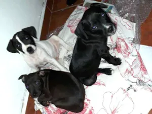 Cachorro raça Srd idade 2 a 6 meses nome Filhotes