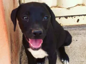 Cachorro raça Sem Raça Definida idade 2 a 6 meses nome Nubia