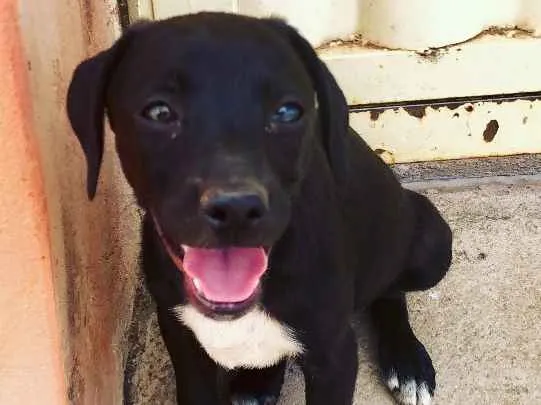 Cachorro ra a Sem Raça Definida idade 2 a 6 meses nome Nubia