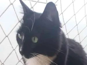 Gato raça Srd idade 1 ano nome Enzo