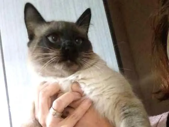 Gato ra a Siamês  idade 7 a 11 meses nome Bolota