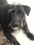 Bruce