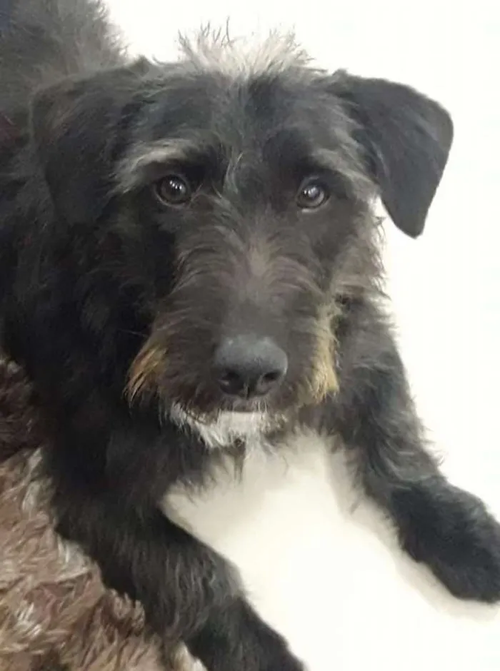 Cachorro ra a schnauzer idade 7 a 11 meses nome Bruce