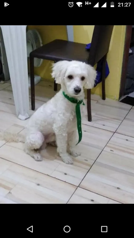 Cachorro raça Puldo idade 2 anos nome Bob