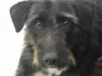 Bruce