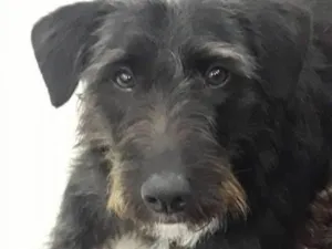 Cachorro raça schnauzer idade 7 a 11 meses nome Bruce