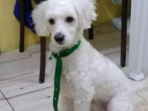 Cachorro raça Puldo idade 2 anos nome Bob