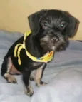 Bigode