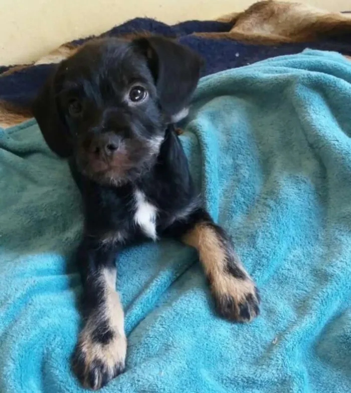 Cachorro ra a  idade 2 a 6 meses nome Bigode