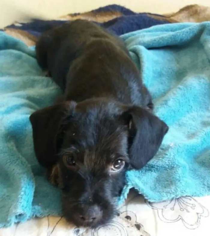 Cachorro ra a  idade 2 a 6 meses nome Bigode