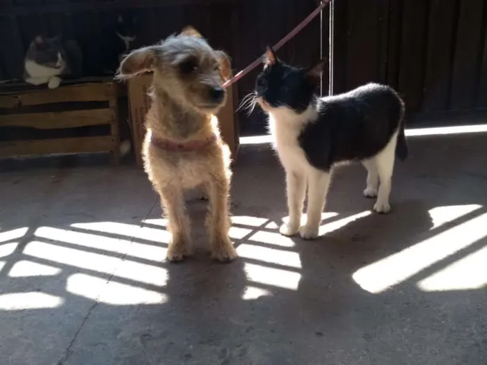 Cachorro ra a SRD idade 1 ano nome sem nome