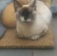 Floquinha