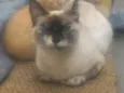 Floquinha