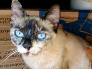 Gato raça Srd idade 1 ano nome Floquinha