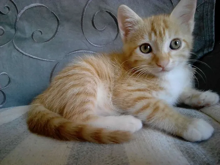 Gato raça Brasileira misturada idade Abaixo de 2 meses nome Ciça ou A decidir