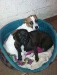 bebês