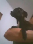 bebês
