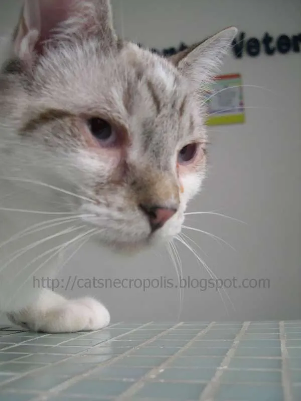 Gato ra a srd idade 2 a 6 meses nome Macchiato
