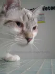 Macchiato