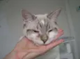 Macchiato