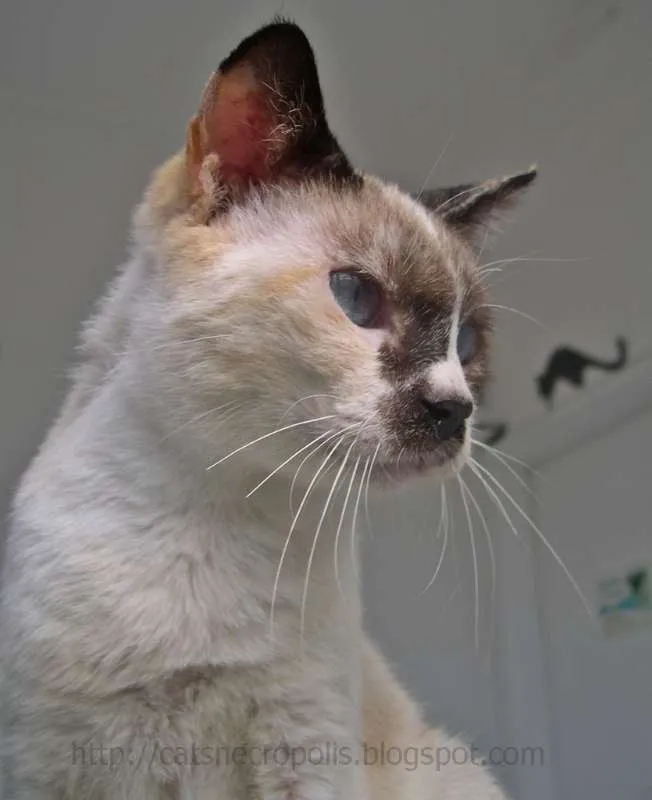 Gato ra a srd idade 2 anos nome Flan
