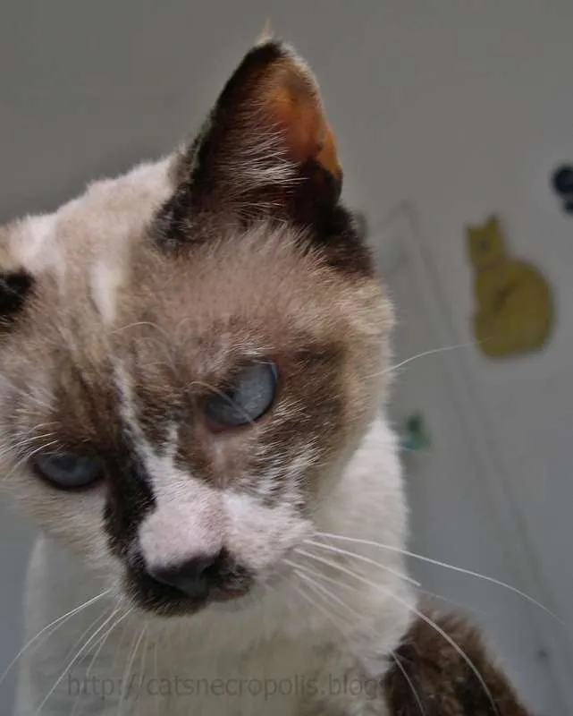 Gato ra a srd idade 2 anos nome Flan
