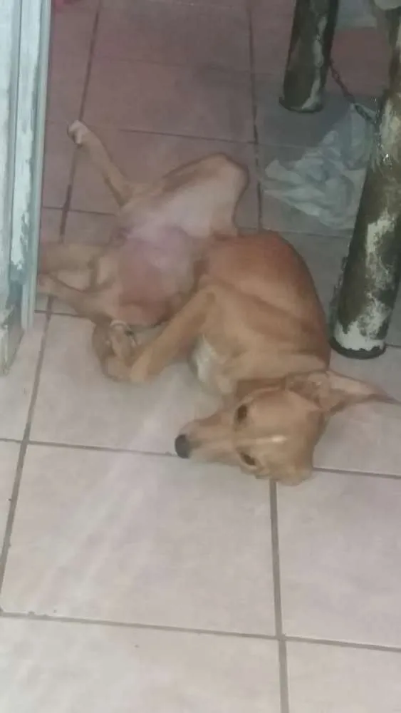 Cachorro ra a Raça não definida idade 7 a 11 meses nome Mel