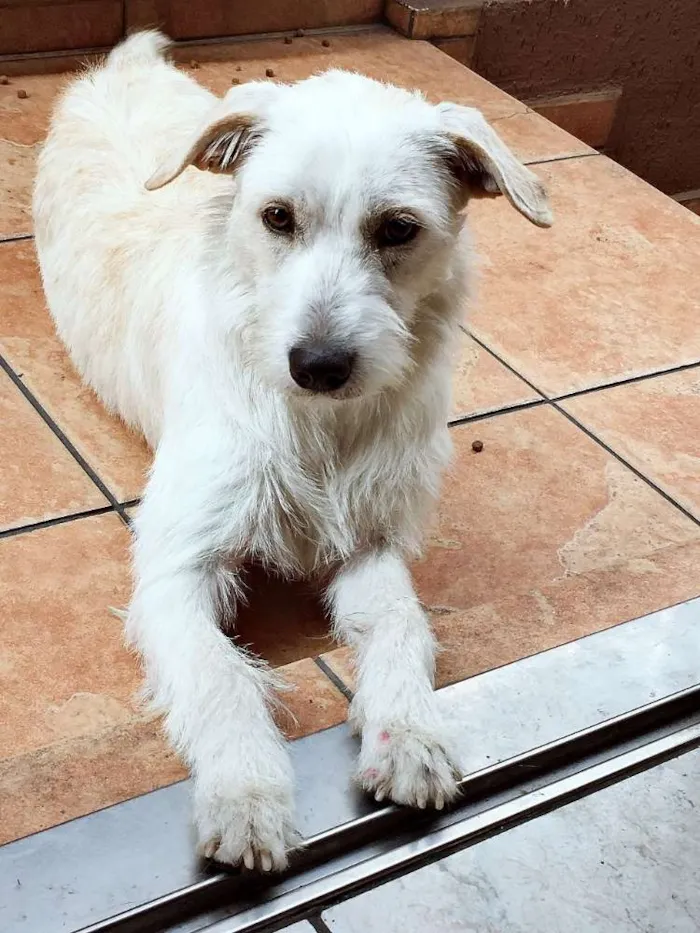 Cachorro ra a SRD idade 7 a 11 meses nome Emily