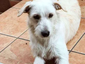 Cachorro raça SRD idade 7 a 11 meses nome Emily