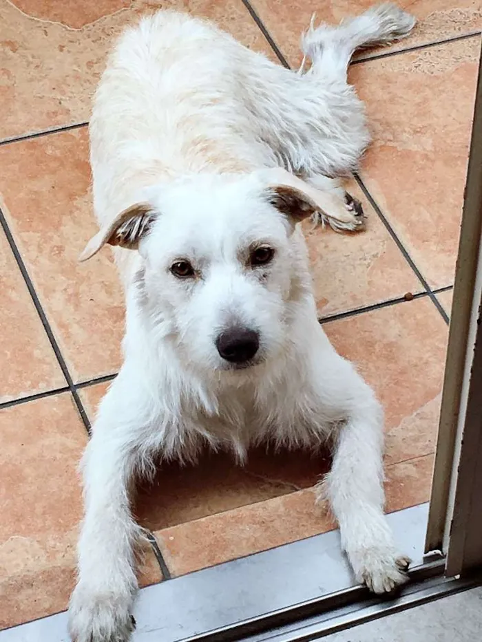 Cachorro ra a SRD idade 7 a 11 meses nome Emily