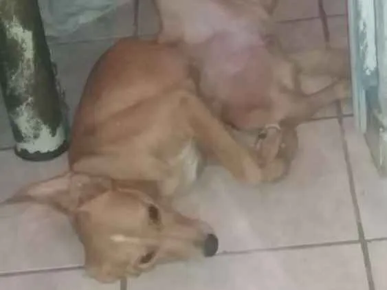 Cachorro ra a Raça não definida idade 7 a 11 meses nome Mel