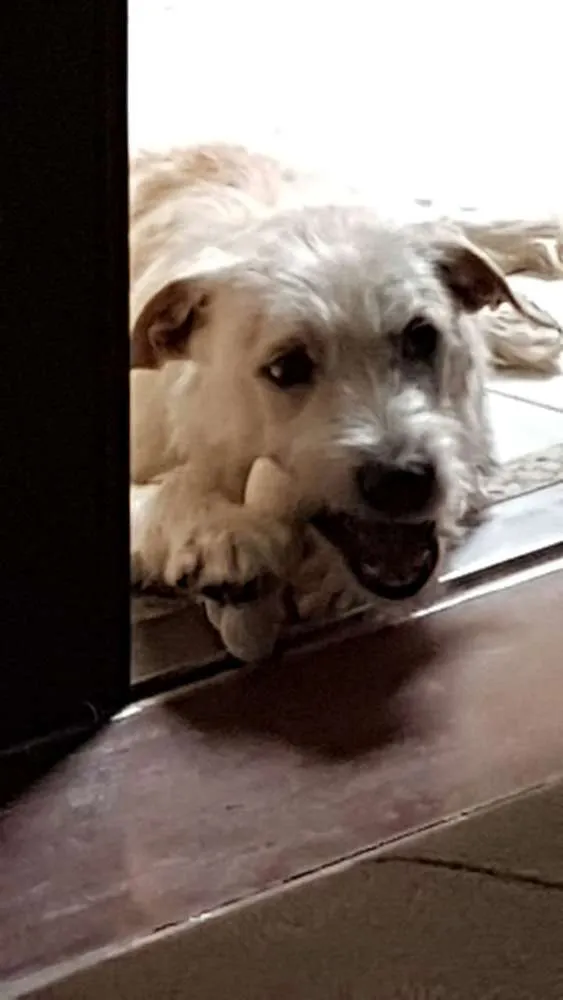 Cachorro ra a SRD idade 7 a 11 meses nome Emily