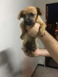 Tica,toco