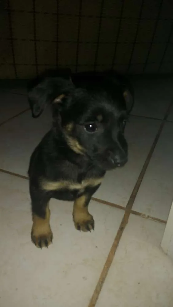 Cachorro raça Indefinida idade 2 a 6 meses nome Guria