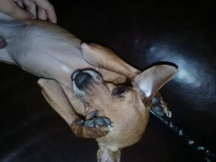 Cachorro raça Pinscher  idade 5 anos nome Tedy