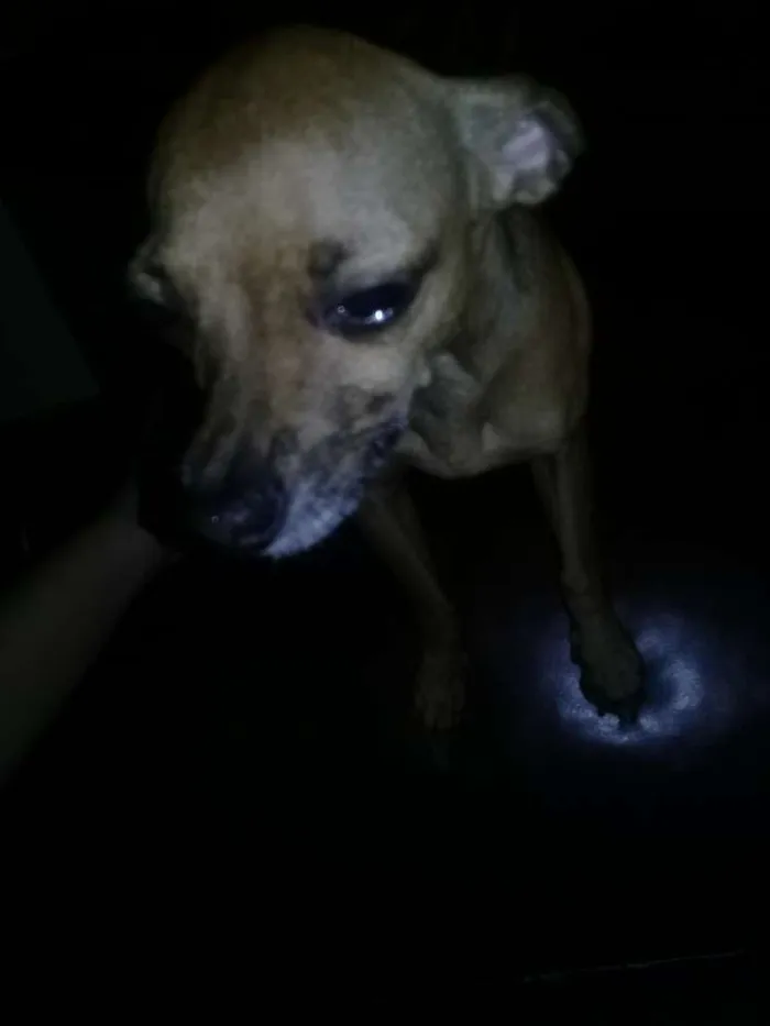 Cachorro raça Pinscher  idade 5 anos nome Tedy
