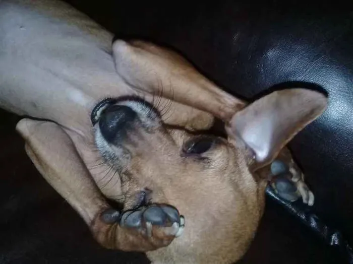 Cachorro raça Pinscher  idade 5 anos nome Tedy